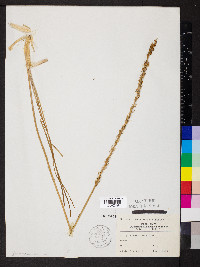 Triglochin maritima image