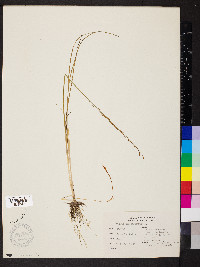 Triglochin palustris image