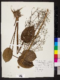 Alisma subcordatum image