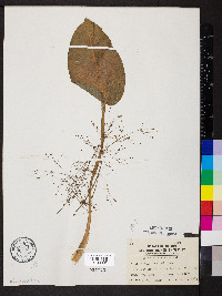 Alisma subcordatum image