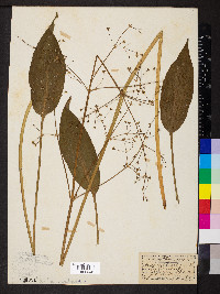 Alisma plantago-aquatica image