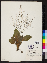 Alisma subcordatum image