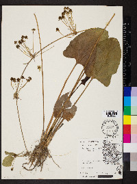 Echinodorus cordifolius image