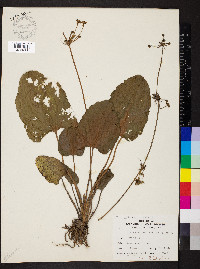 Echinodorus cordifolius image