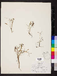 Helanthium tenellum image