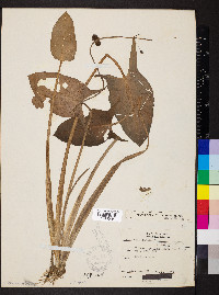 Sagittaria rigida image