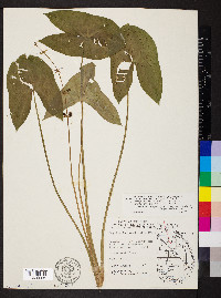 Sagittaria australis image