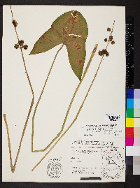 Sagittaria australis image