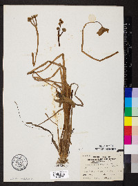 Sagittaria montevidensis subsp. calycina image