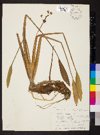 Sagittaria graminea image
