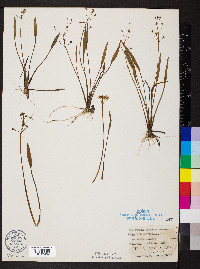 Sagittaria graminea image