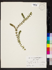 Elodea canadensis image