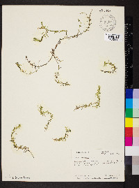 Elodea canadensis image