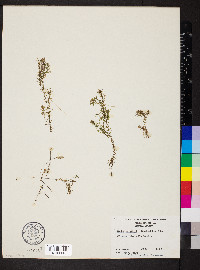 Elodea nuttallii image