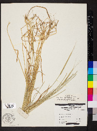 Aegilops cylindrica image