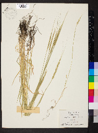 Aegilops cylindrica image