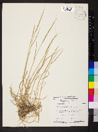 Aegilops cylindrica image