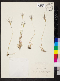 Aegilops biuncialis image