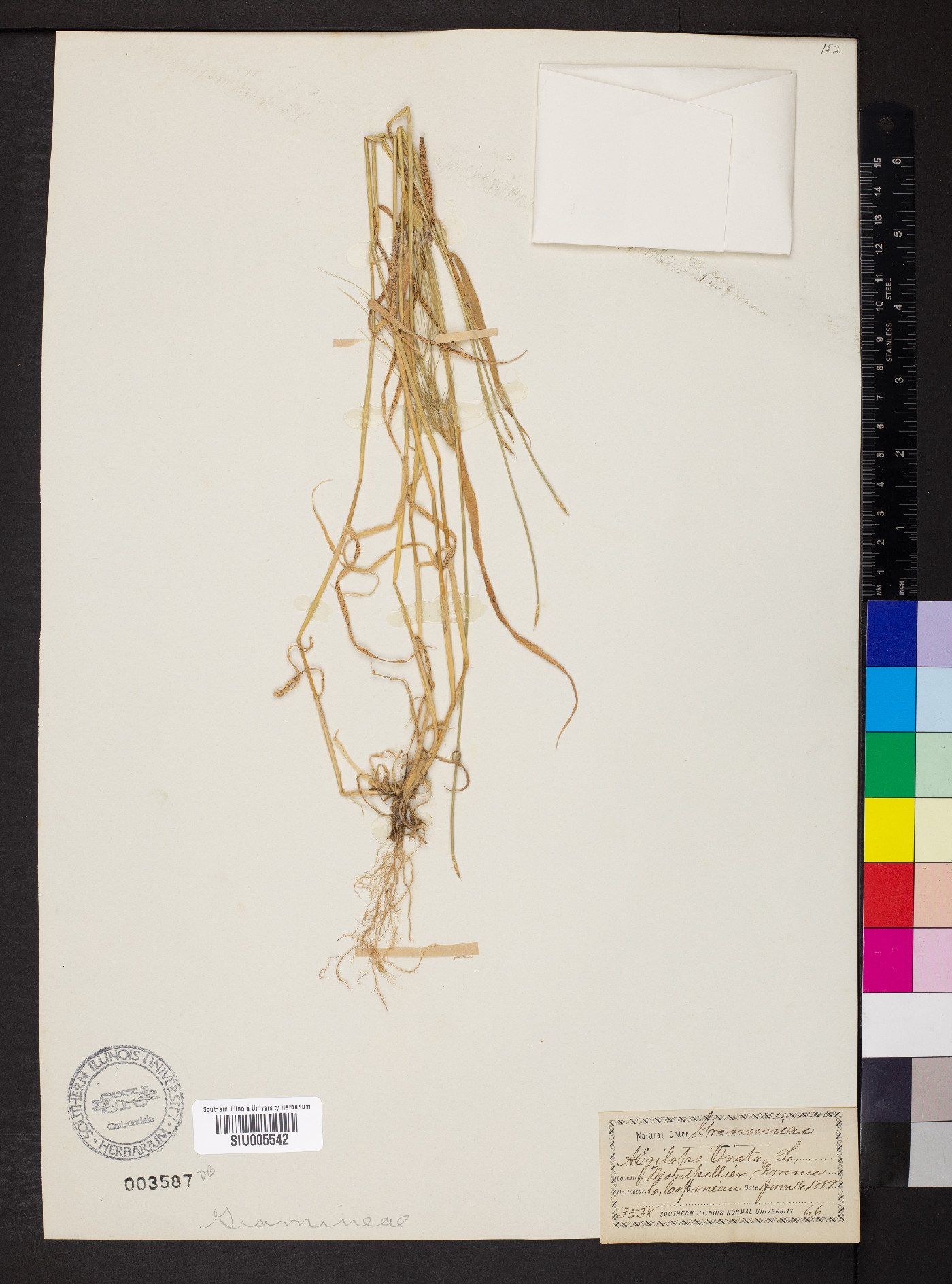 Aegilops neglecta image