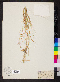 Aegilops neglecta image