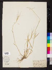 Aegilops triuncialis image