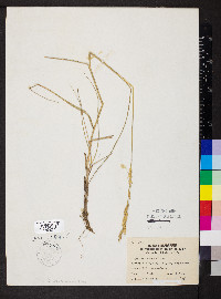 Pascopyrum smithii image