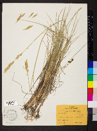 Pascopyrum smithii image