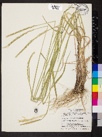 Elymus trachycaulus subsp. trachycaulus image