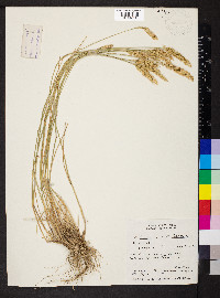 Agropyron cristatum image