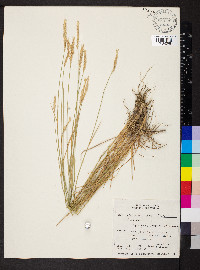 Agropyron cristatum image