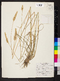 Agropyron cristatum image