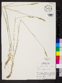 Agropyron cristatum image