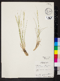 Elymus lanceolatus image