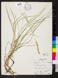 Elymus lanceolatus image