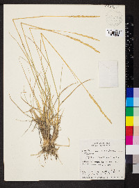 Elymus lanceolatus image