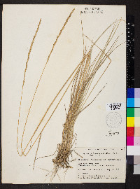 Elymus lanceolatus subsp. psammophilus image