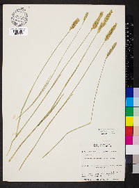 Agropyron cristatum image