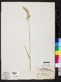 Agropyron cristatum subsp. desertorum image