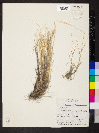 Elymus albicans image