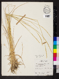 Pseudoroegneria spicata f. inermis image