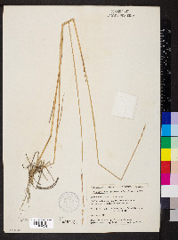 Elymus violaceus image