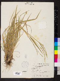 Elymus violaceus image