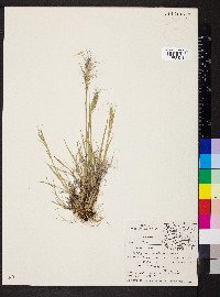 Elymus scribneri image