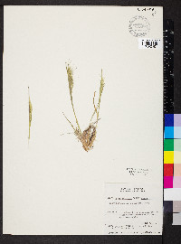 Elymus scribneri image