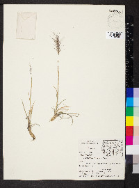 Elymus scribneri image