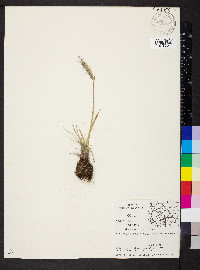 Elymus scribneri image