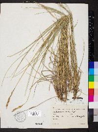 Pascopyrum smithii image