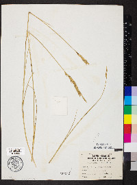 Pascopyrum smithii image