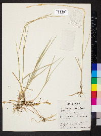 Pascopyrum smithii image