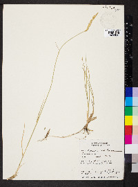 Pascopyrum smithii image